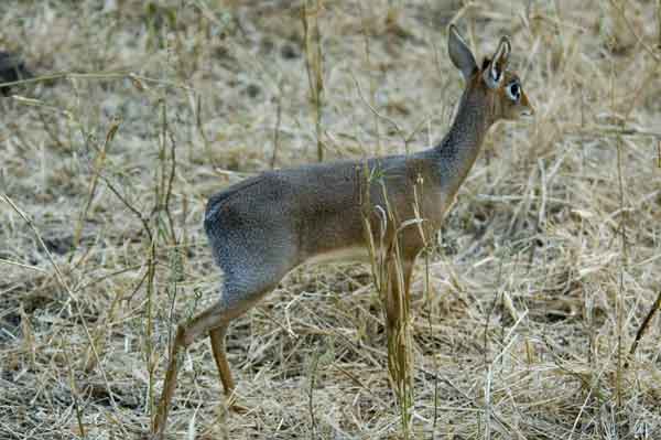 Antílope Dik Dik - parque nacional de Tarangire - Tanzania 1.jpg